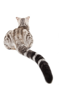 长长的尾巴的猫的后视图照片