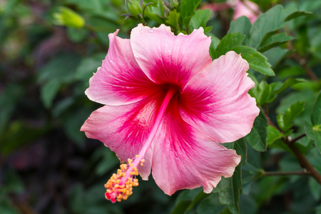 粉色芙蓉花