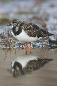 turnstone，蚤 interpres