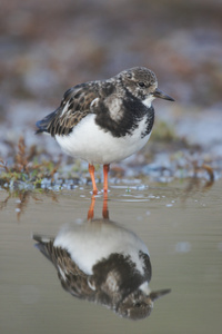 turnstone，蚤 interpres