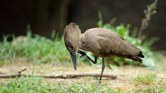 hamerkop，scopus umbretta