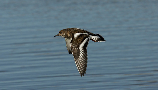 turnstone，蚤 interpres