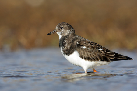 turnstone，蚤 interpres