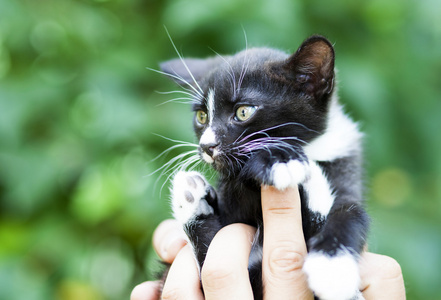 可爱的黑色小猫