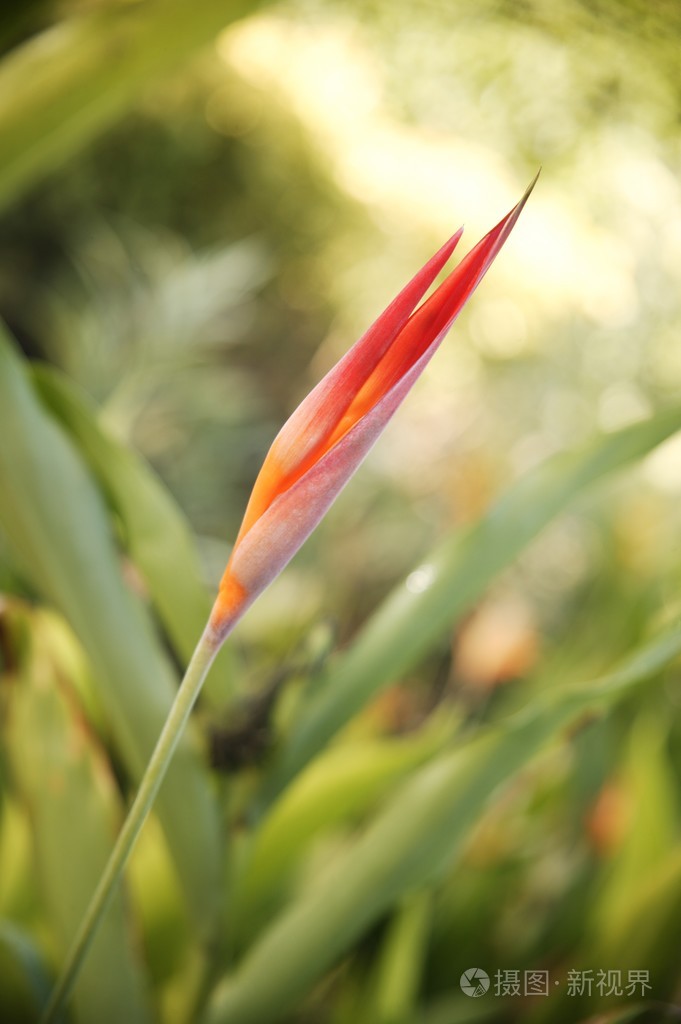 天堂花