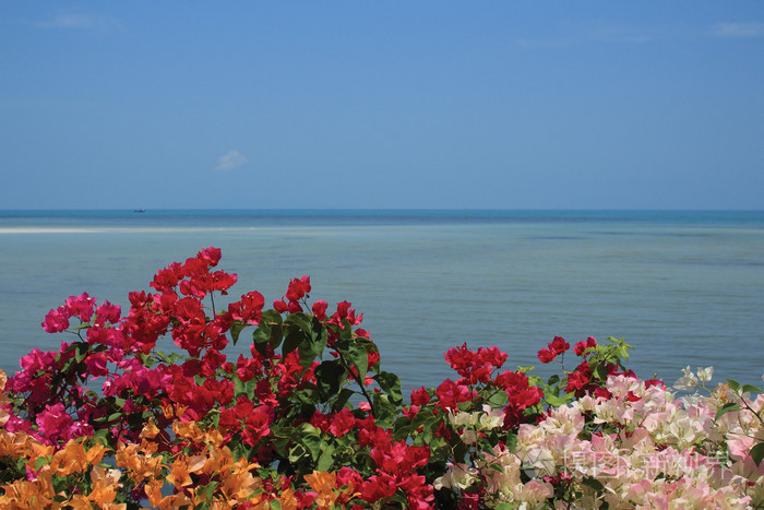 叶子花与蓝色的大海和天空背景
