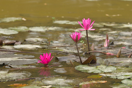 红莲花