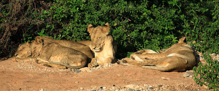 一家人睡的狮子的全景视图