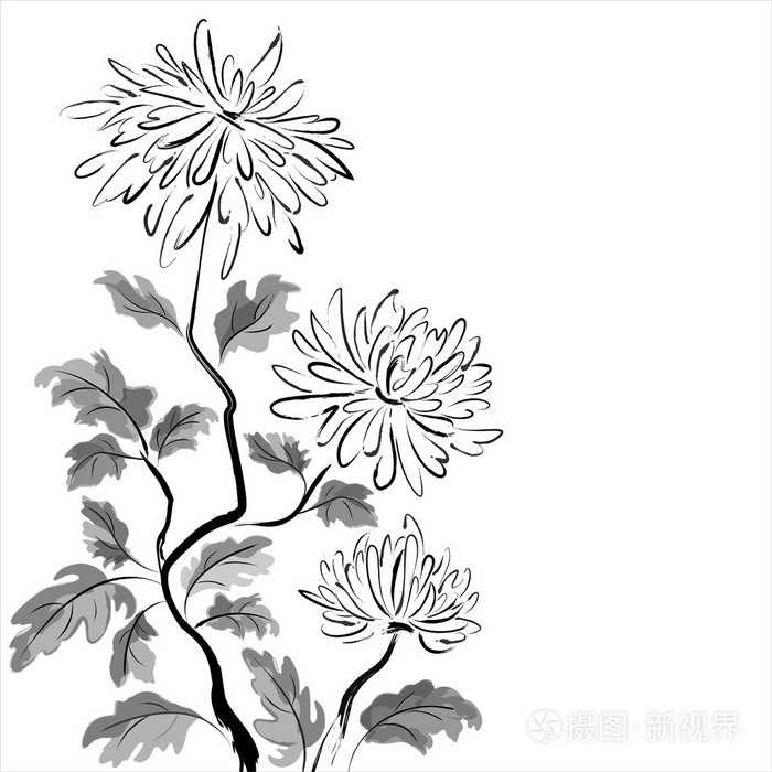中国菊花.水墨