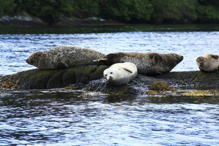 群海豹懒洋洋地躺在岩石上图片
