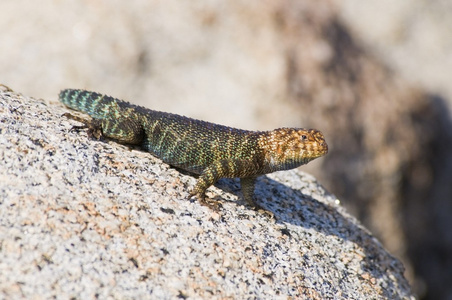lizards花岗岩刺蜥 (sceloporus orcutti) 在花岗岩巨石上晒太阳照片