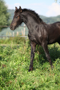 friesian 马在秋天中运行