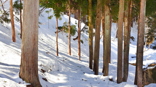 松木材与雪景观
