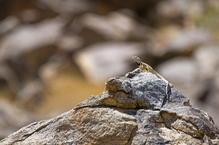 伟大的基础项链crotaphytus bicinctores