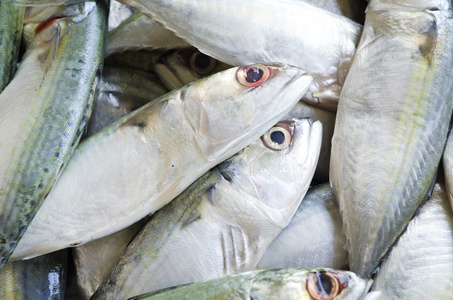 新鲜原料鲭鱼鱼市场
