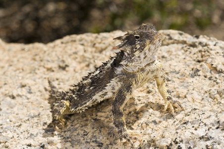 在一块巨石上晒太阳的海岸角蜥蜴 被 coronatum