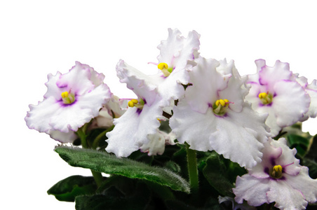 宏观抽象白非洲紫罗兰 非洲 花