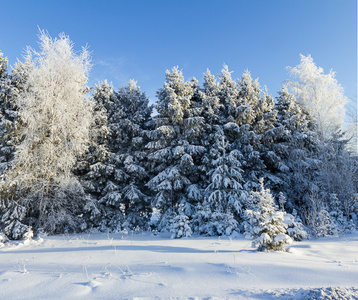 俄罗斯冬季森林雪路