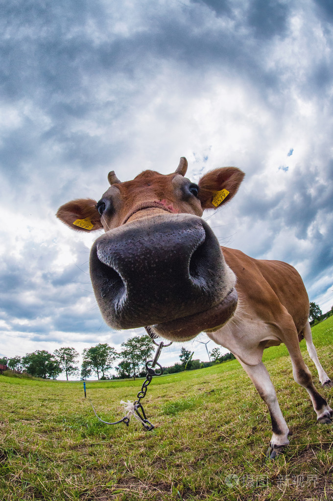 泽西牛在草地上