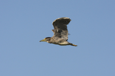 黑冠夜鹭 nycticorax nycticorax