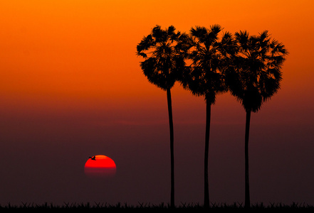 棕榈树日落背景 silhouettes