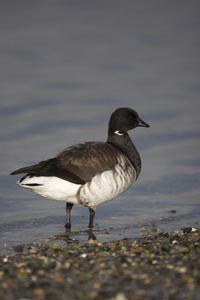 黑雁鹅，branta bernicla hrota