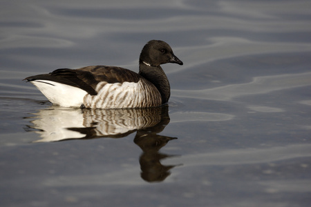 黑雁鹅，branta bernicla hrota