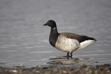 黑雁鹅，branta bernicla hrota