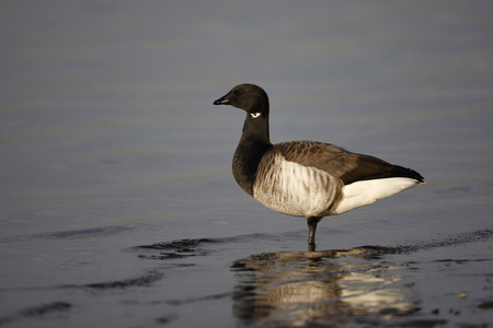 黑雁鹅，branta bernicla hrota