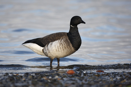 黑雁鹅，branta bernicla hrota