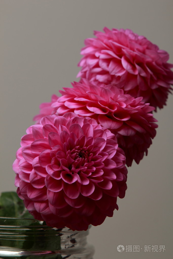 粉色大丽花