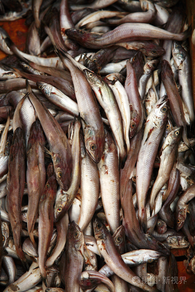 新鲜的渔获
