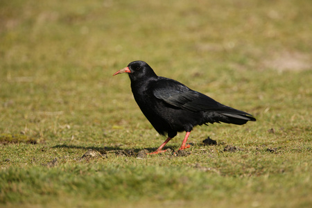 红嘴山鸦 pyrrhocorax pyrrhocorax