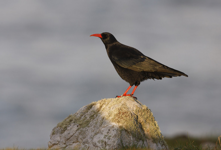 红嘴山鸦 pyrrhocorax pyrrhocorax