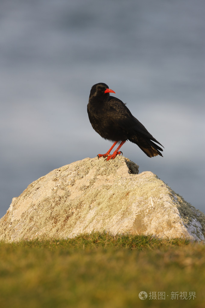 红嘴山鸦pyrrhocoraxpyrrhocorax
