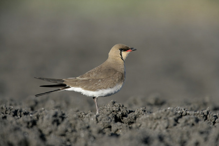 只的 pratincole，燕鸻