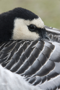 白额黑雁，branta leucopsis