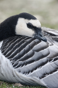 白额黑雁，branta leucopsis