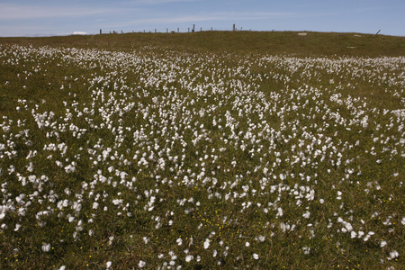 棉花草，eriophorum vaginatum