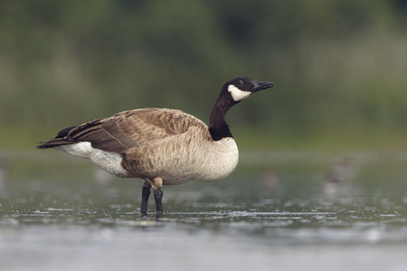 加拿大鹅，branta 黄花