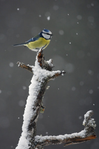 蓝雀，parus 鸢