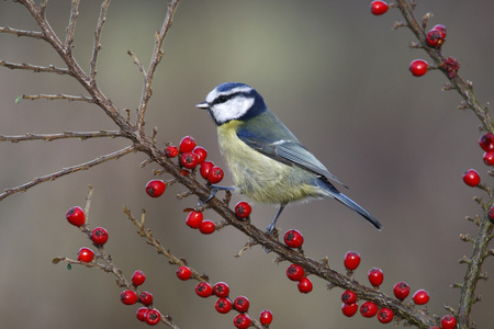 蓝雀，parus 鸢