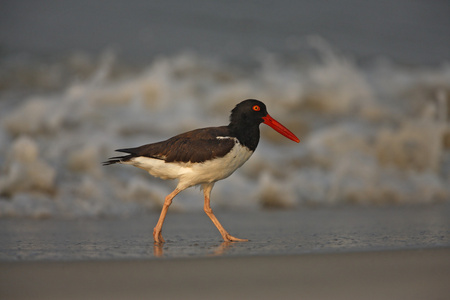 美洲蛎鹬，haematopus palliatus