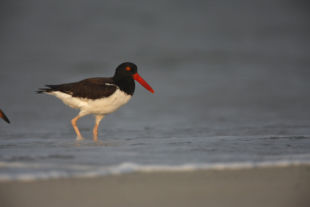 美洲蛎鹬，haematopus palliatus