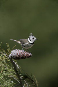 凤头山雀 parus cristatus