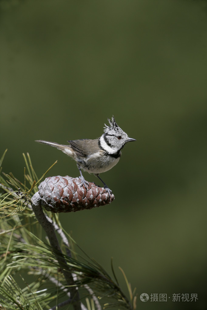 凤头山雀paruscristatus