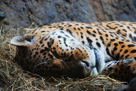 捷豹睡在动物园