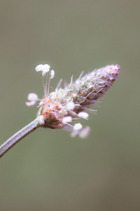 花的力量