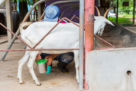 挤奶的女工图片