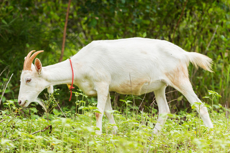 山羊吃草图片